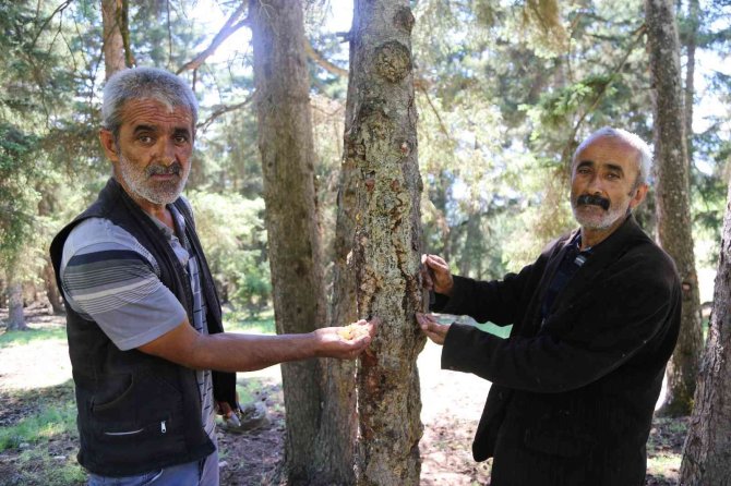 Kanser Hastası Eşinin Tedavisi İçin Sakız Toplayıp Satıyor