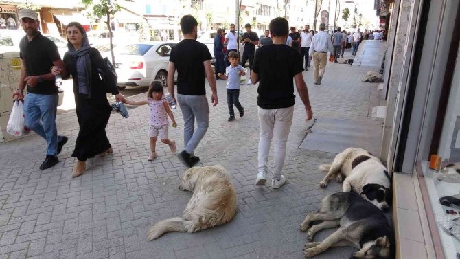 Kadını Kurtarmak İsterken Hem Ayağından Isırıldı Hem De Kolunu Kırdı