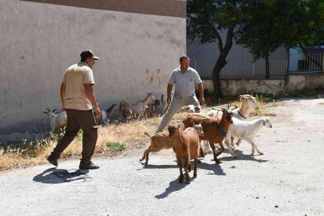 Bu Operasyonda ’Suçlular’ Değil ’Başıboş Keçiler’ Yakalandı