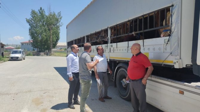 Doğu’dan Batı İllerine Kurbanlık Sevkiyatı Başladı