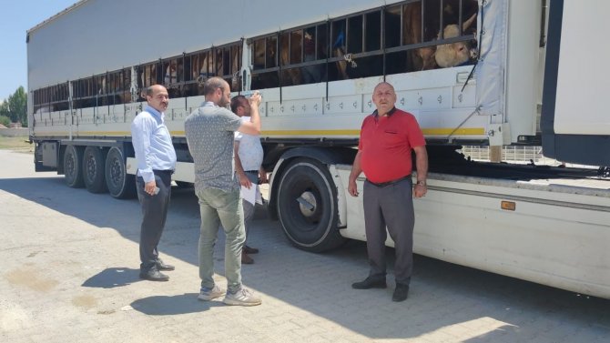 Doğu’dan Batı İllerine Kurbanlık Sevkiyatı Başladı