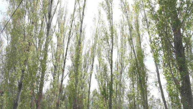 Uzmanlardan Polen Uyarısı