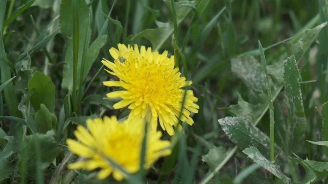 Uzmanlardan Polen Uyarısı