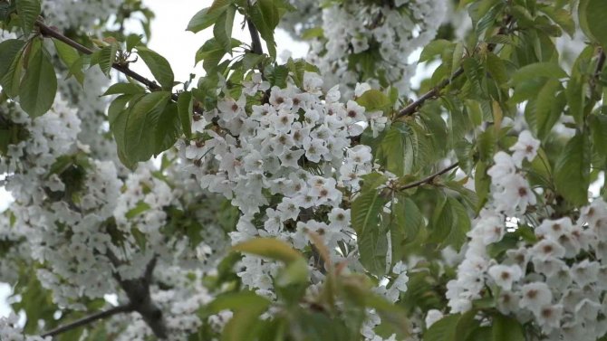 Uzmanlardan Polen Uyarısı