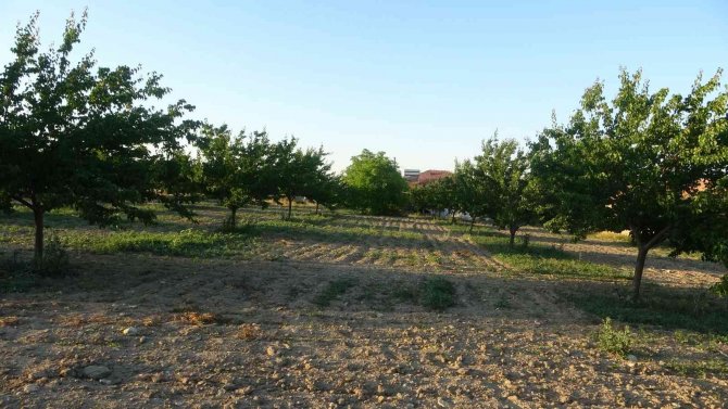 Malatya’da Kayısı Üreticisi Hasat İçin Gün Sayıyor