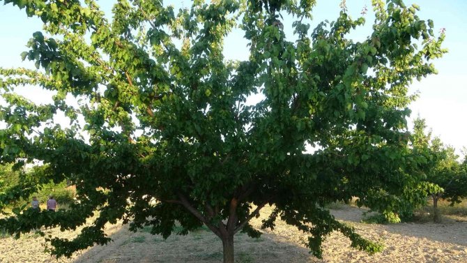 Malatya’da Kayısı Üreticisi Hasat İçin Gün Sayıyor