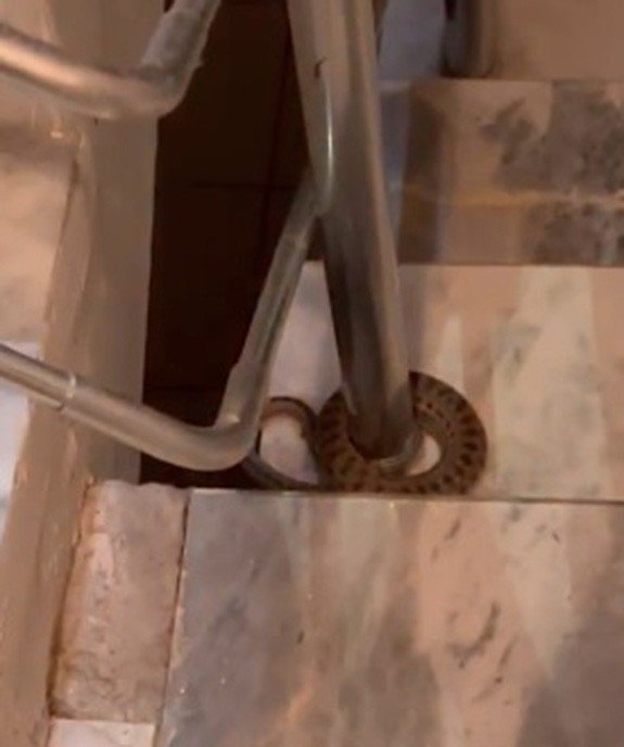 Elazığ’da Apartmana Giren Yılan Paniğe Neden Oldu