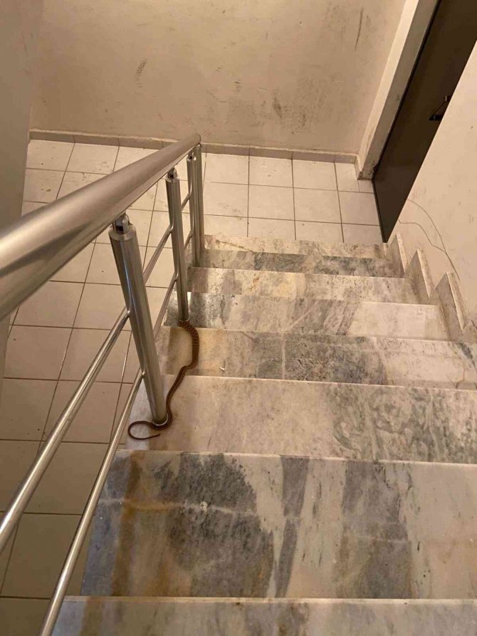 Elazığ’da Apartmana Giren Yılan Paniğe Neden Oldu