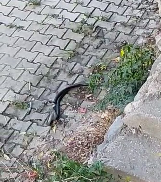 Hatay’da Yılanların Dansı
