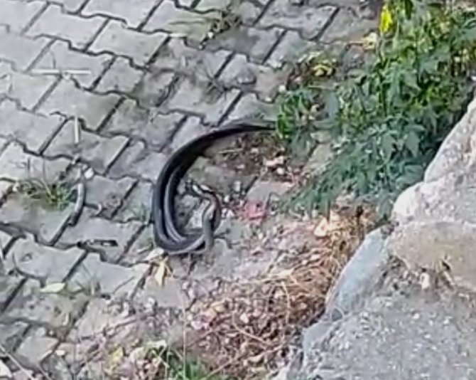 Hatay’da Yılanların Dansı