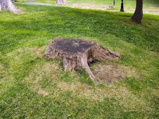 İ̇bb, Emirgan’da 54 Ağacı Kesmişti, Ağaçlardan Geriye Bu Manzara Kaldı