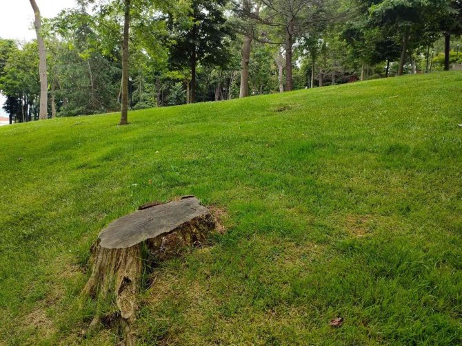 İ̇bb, Emirgan’da 54 Ağacı Kesmişti, Ağaçlardan Geriye Bu Manzara Kaldı