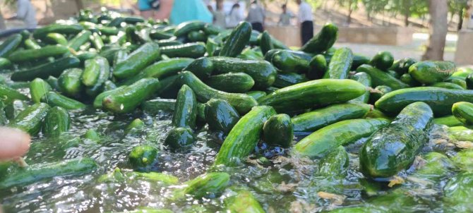 Kahramanmaraş Salatalığı Sofralardaki Yerini Aldı