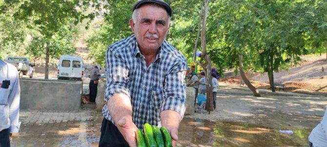Kahramanmaraş Salatalığı Sofralardaki Yerini Aldı