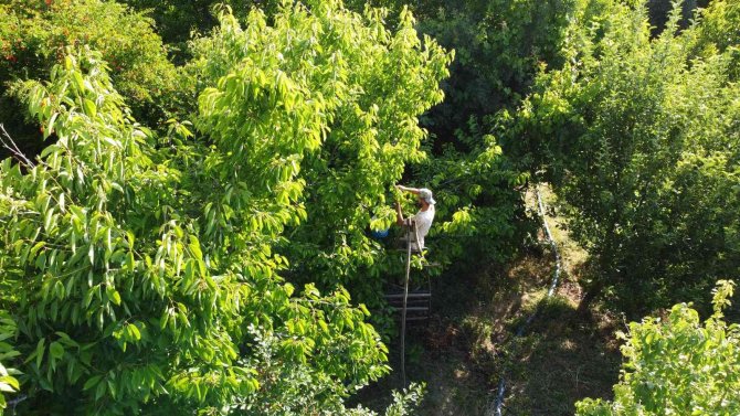 Torosların Kaliteli Kirazı Bu Yıl Üreticisinin Yüzünü Güldürmedi