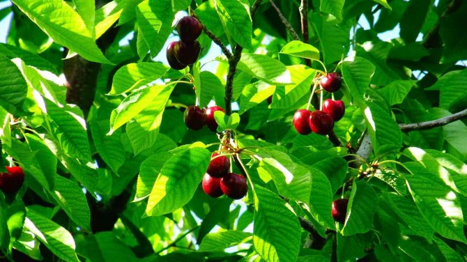Torosların Kaliteli Kirazı Bu Yıl Üreticisinin Yüzünü Güldürmedi