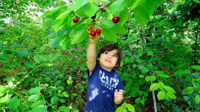 Torosların Kaliteli Kirazı Bu Yıl Üreticisinin Yüzünü Güldürmedi