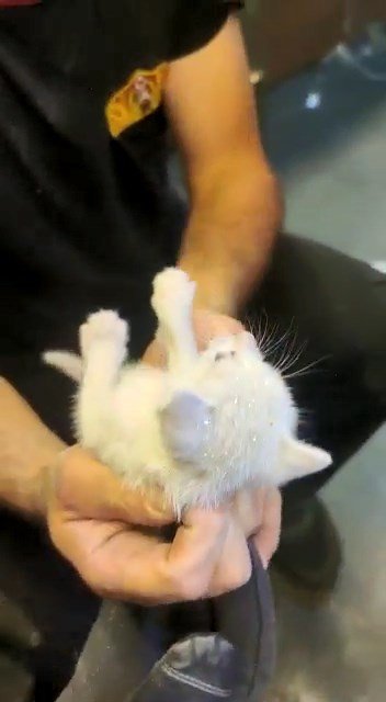 Kolon Arasında Mahsur Kalan Kedi İçin Seferber Oldular