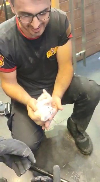Kolon Arasında Mahsur Kalan Kedi İçin Seferber Oldular