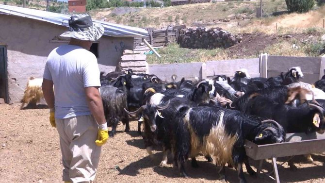 Elazığ’da Kurbanlıklar Görücüye Çıktı: Fiyatlar 2 Bin 500 Liradan Başlıyor