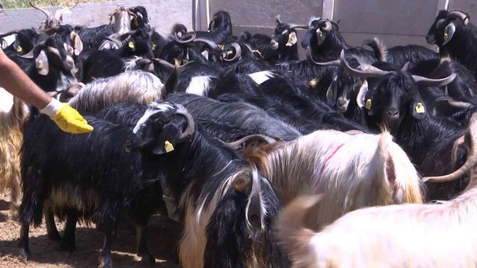 Elazığ’da Kurbanlıklar Görücüye Çıktı: Fiyatlar 2 Bin 500 Liradan Başlıyor