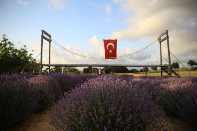 İ̇stanbul’un Yanı Başındaki Tekirdağ’da Mor Günler Başladı