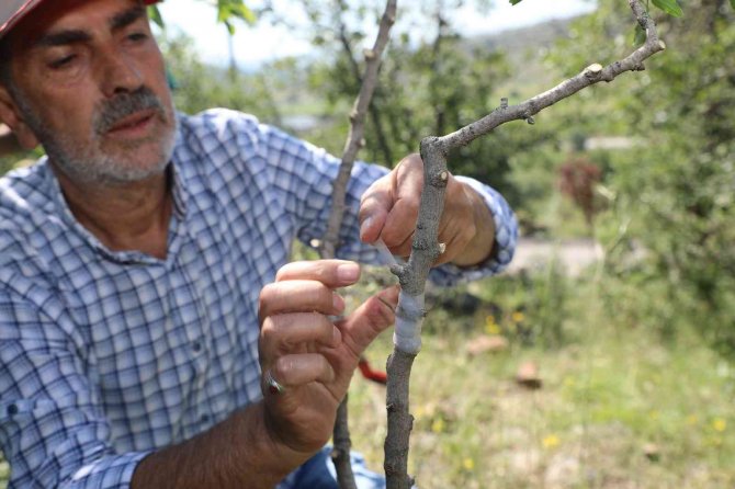 Ali Dağı’nda Antep Fıstığı Yetişecek