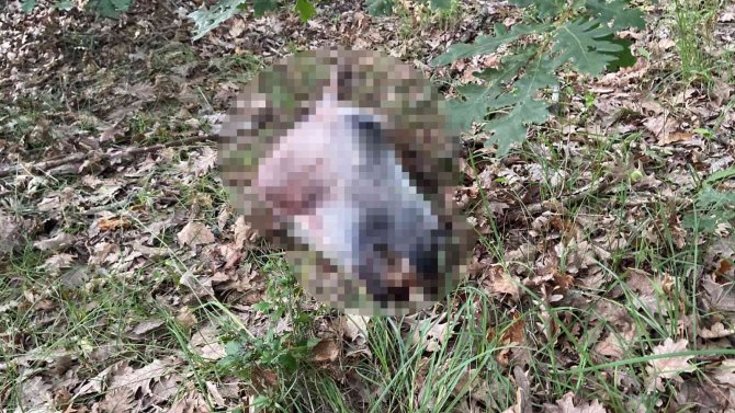 Ormanda Kesilmiş Atlara Ait Kemikler Bulundu