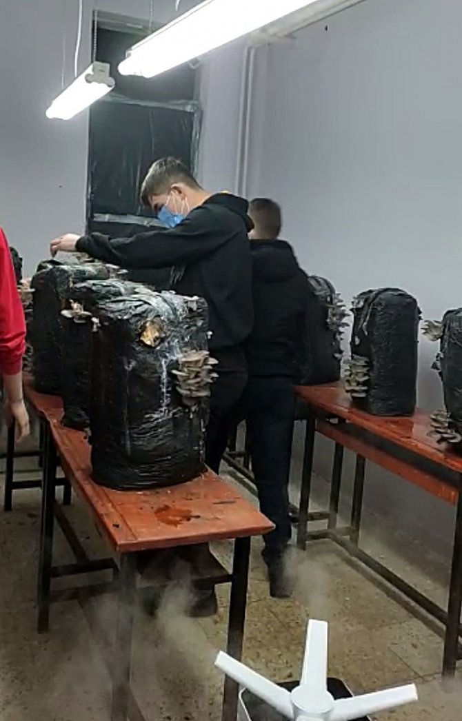 Tekirdağ’da Öğretmen Ve Öğrenciler Okulda İstiridye Mantarı Yetiştiriyor