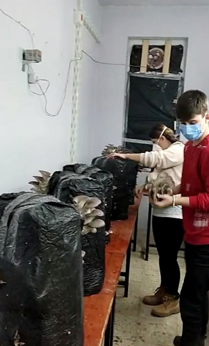 Tekirdağ’da Öğretmen Ve Öğrenciler Okulda İstiridye Mantarı Yetiştiriyor