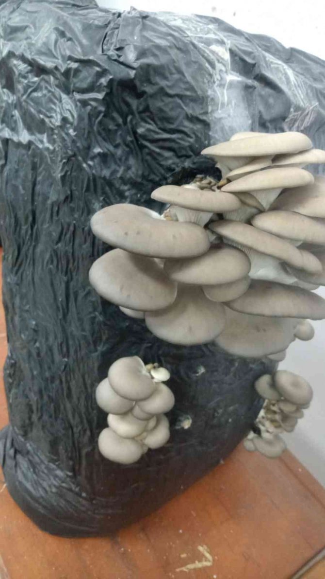 Tekirdağ’da Öğretmen Ve Öğrenciler Okulda İstiridye Mantarı Yetiştiriyor