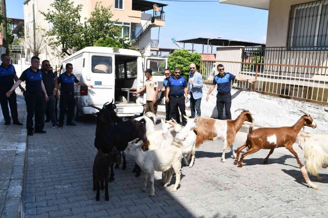 Bu Operasyonda ’Suçlular’ Değil ’Başıboş Keçiler’ Yakalandı