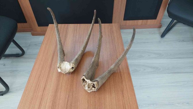 Adıyaman’da Ele Geçirilen Keçi Boynuzuna 513 Bin Tl Ceza