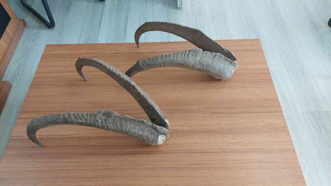 Adıyaman’da Ele Geçirilen Keçi Boynuzuna 513 Bin Tl Ceza