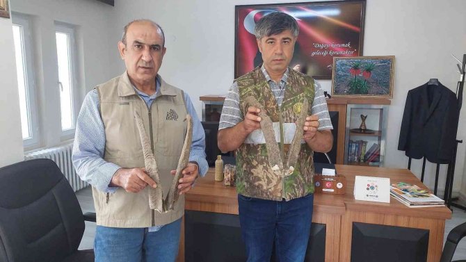 Adıyaman’da Ele Geçirilen Keçi Boynuzuna 513 Bin Tl Ceza