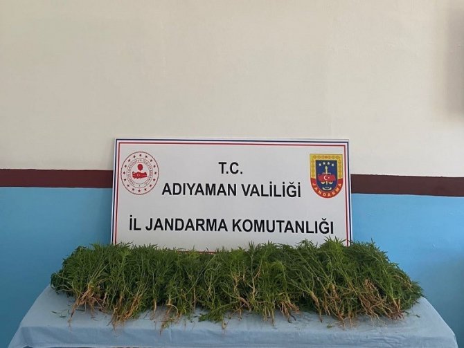 Jandarma Ekipleri Üzüm Bağında Kenevir Ele Geçirdi