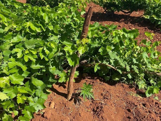 Jandarma Ekipleri Üzüm Bağında Kenevir Ele Geçirdi