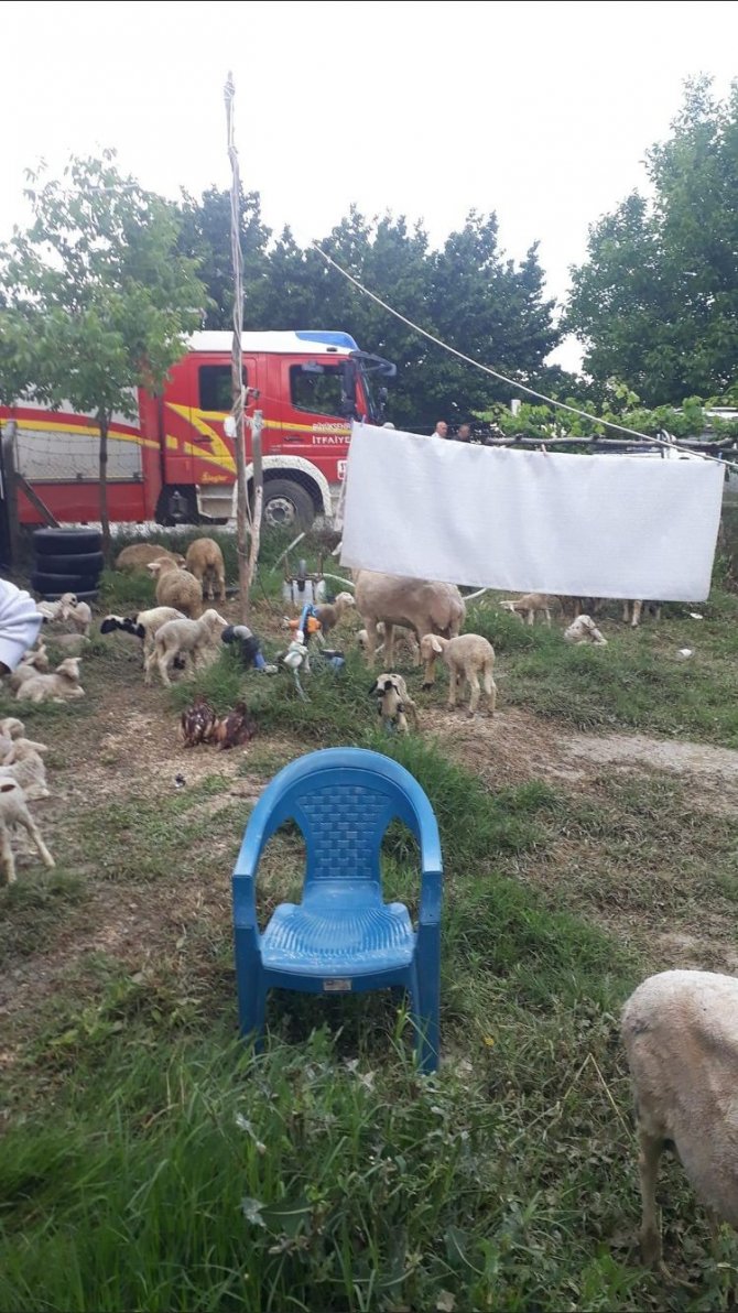 Ankara Haymana’da Sel Meydana Geldi, Hayvanlar Telef Oldu