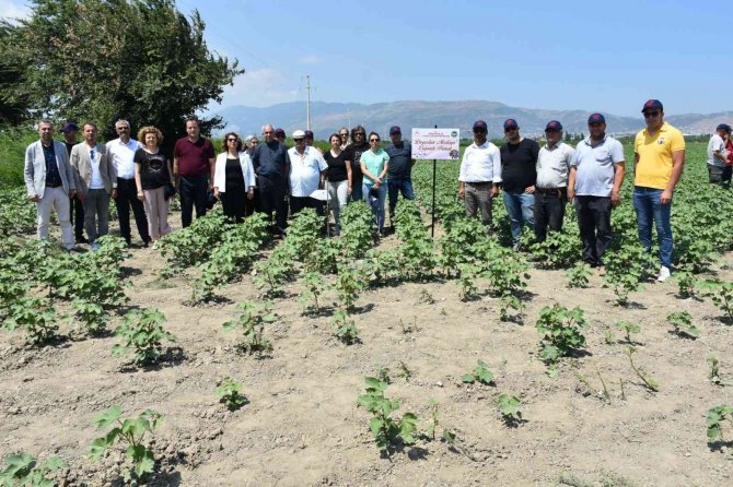 Aydın’da “Doğadan Modaya Organik Pamuk” Projesine Başlandı