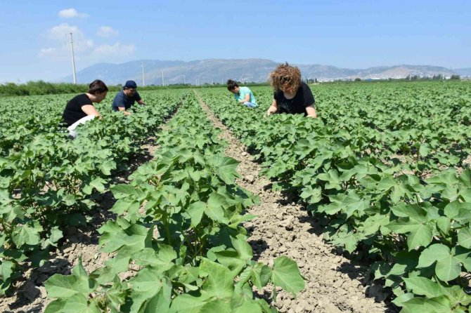 Aydın’da “Doğadan Modaya Organik Pamuk” Projesine Başlandı