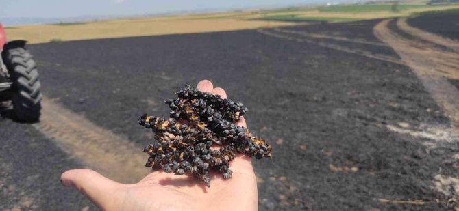 100 Dönümlük Buğday Arazisi Küle Döndü