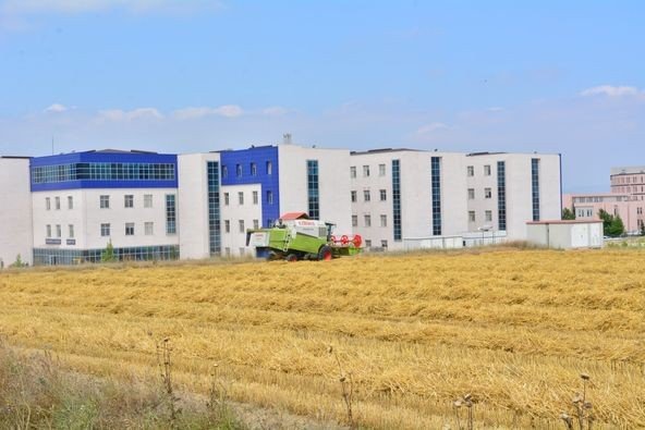 Baün’de 203 Ton Arpa Hasadı Yapıldı