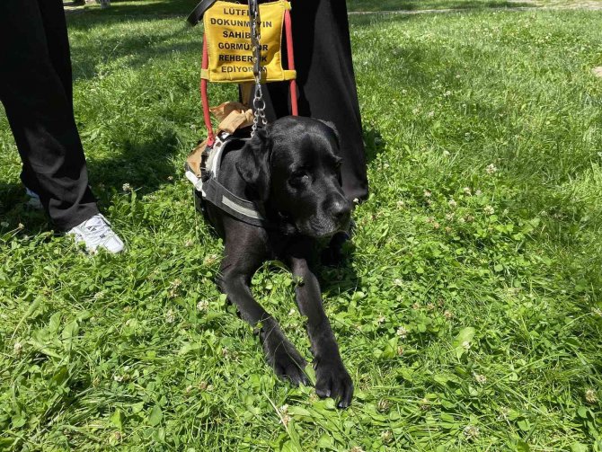 Görme Engellilerin Yol Arkadaşı “Rehber Köpekler”