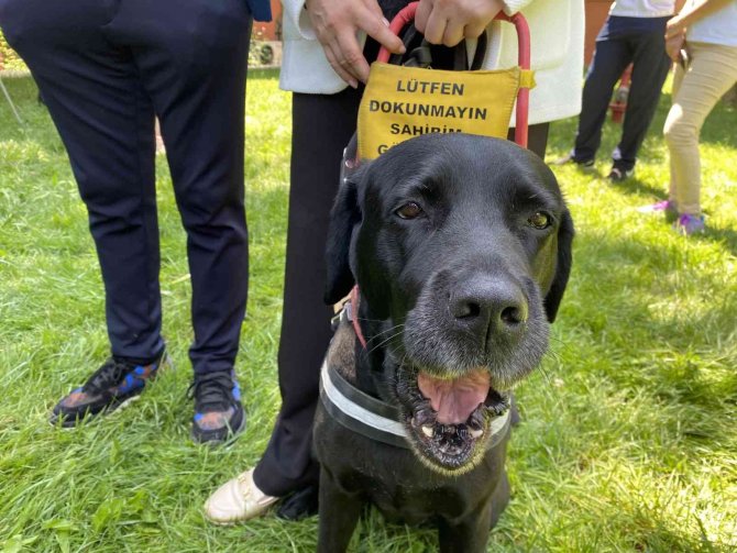 Görme Engellilerin Yol Arkadaşı “Rehber Köpekler”
