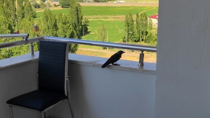 Bingöl’de Havalandırma Boşluğunda Mahsur Kalan Kargalar Kurtarıldı