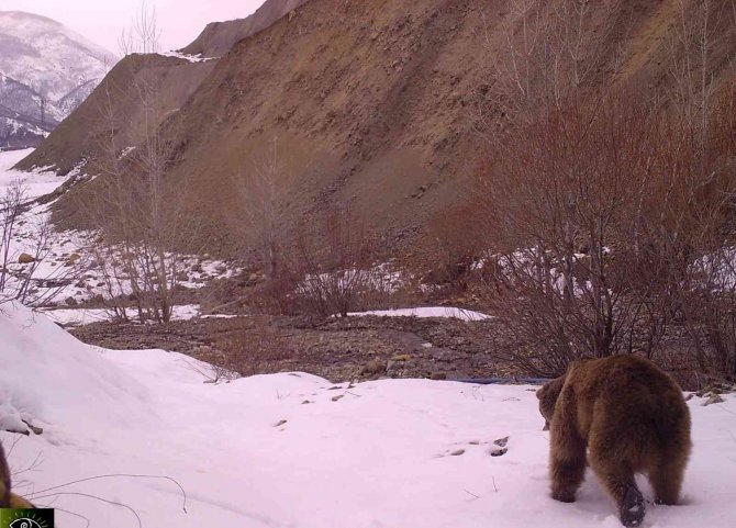 Bingöl’de Yaban Hayatı Fotokapanlara Yansıdı