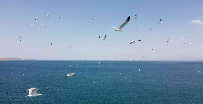 Martıların Van Gölü Üzerindeki Dansı Adeta Büyüledi