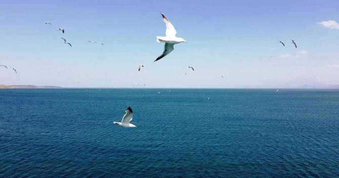 Martıların Van Gölü Üzerindeki Dansı Adeta Büyüledi