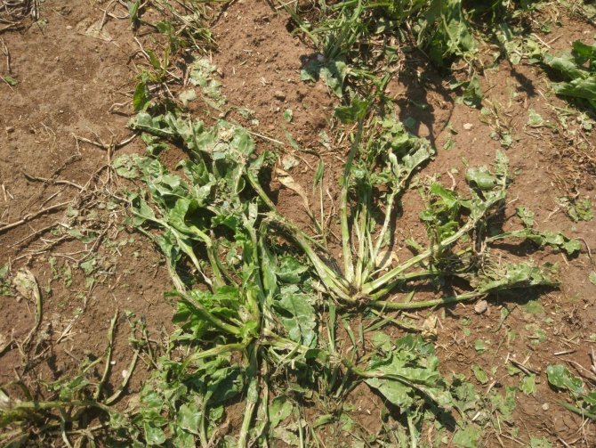 Çavdarhisar’da Doludan Zarar Gören Ekili Alanlarda Hasar Tespit Çalışmaları