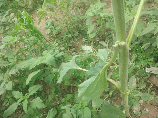 Çavdarhisar’da Doludan Zarar Gören Ekili Alanlarda Hasar Tespit Çalışmaları